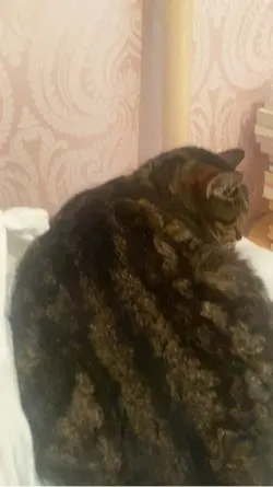 How to squish