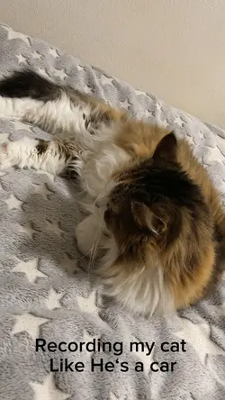 Cat Spotting 