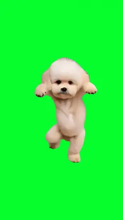 funny dancing dog