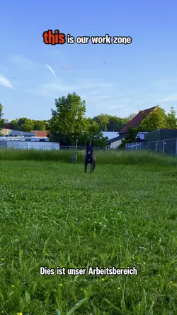 Hund bei der Arbeit