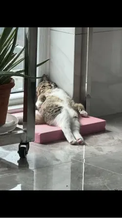 Susah jadi comel nii
