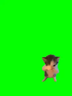 dancing cat