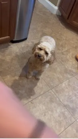 Bear! 🐶🐾