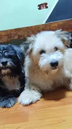 Talking Dog