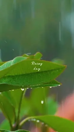 Rainy Day