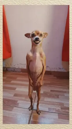 dancing dog 