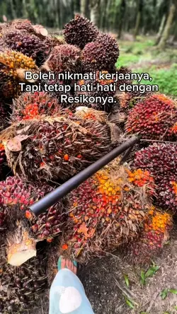 Sawit