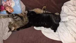Les chats