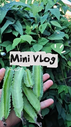 Mini Vlog
