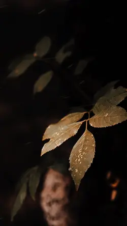 Cinematic Nature