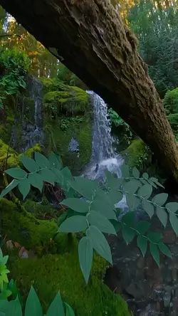 Nature Therapy