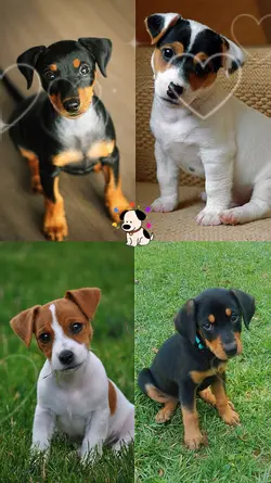love pets