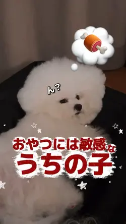 おやつには敏感なうちの子