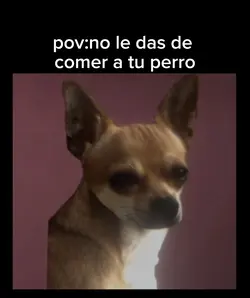 perro invencible