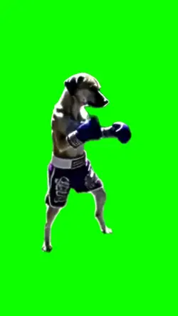 boxing dog 