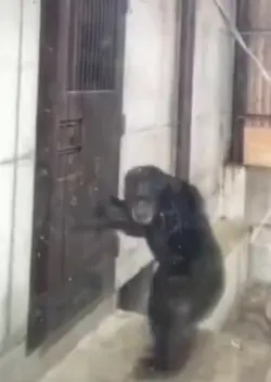 MONKEY KNOCKING