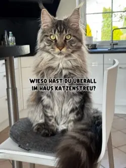Leben mit Katzen