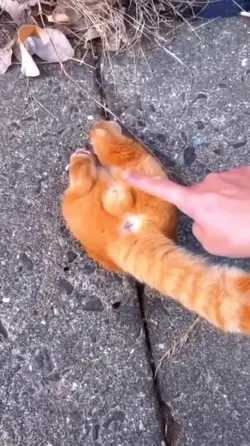 video lucu kucing