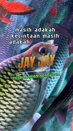 Jay jay