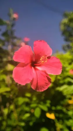NATURE ESCAPE