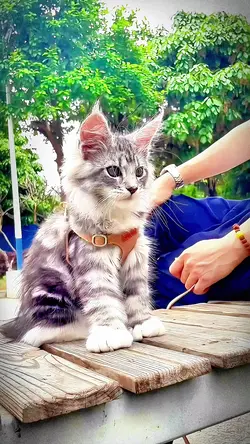 cat on the table