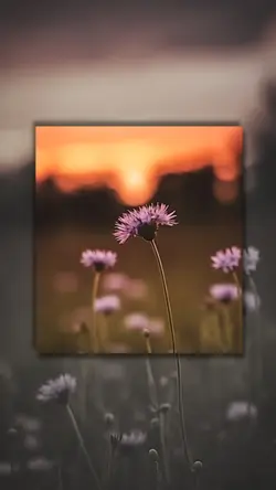 6 video or photo