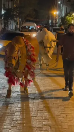 EidulAdha Cow Video❤️