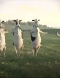 vache
