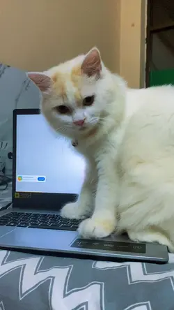 มาบอกชื่อแมวตัวเองกันน🐈