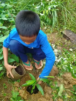 Tree Planting