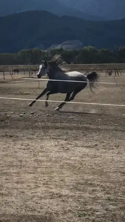 Crazy pony 🙀