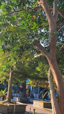 3video