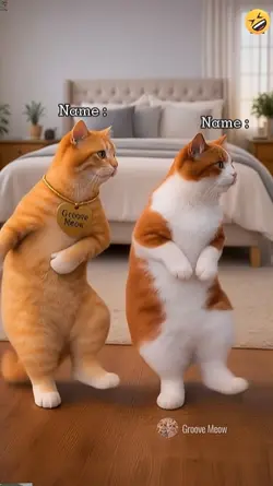 Funny dance cat'