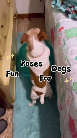 Funny Poses For Dogs