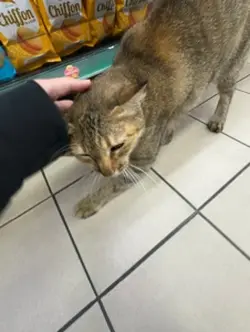comel meow