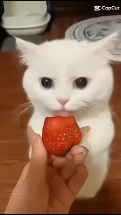 Kedi eat