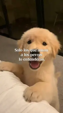 perrito