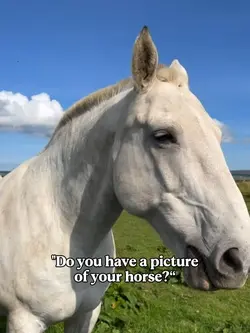 horse pictures