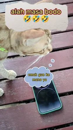 kucing galau