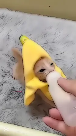 kedi fancamm 