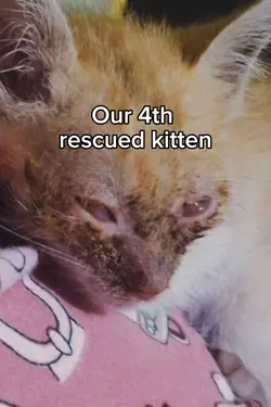 Rescued Cat