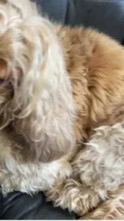 Dog🐶 🥰🥰