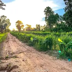 ធម្មជាតិ