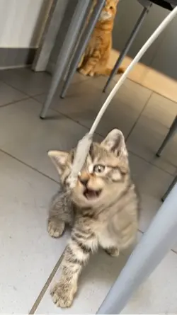 Cute cat 
