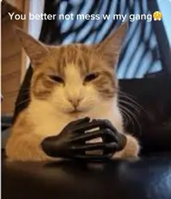 Dont mess w my gang