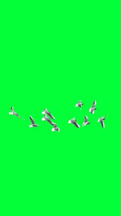 fly bird