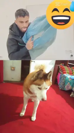funny dog