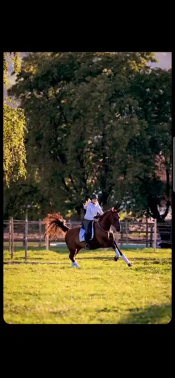 Horse SLOMO 