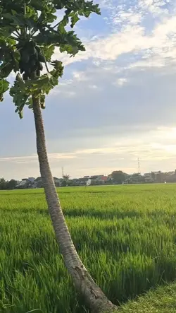 Ulah jalir janji