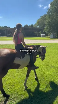 life w horses